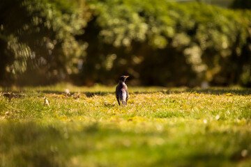 An American robin arrives in early spring to search for worms in the grass to eat for breakfast.