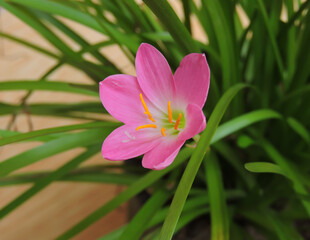 Fototapeta premium Zephyranthes rosea, commonly known as the Cuban zephyrlily, rosy rain lily, rose fairy lily, rose zephyr lily or the pink rain lily. They are cultivated as ornamental plants. 