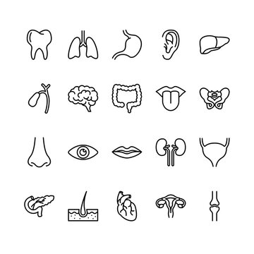 Human Organs outline icon set