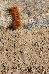 the caterpillar of the sycamore moth (Acronicta aceris) crawls on the granite cobblestones