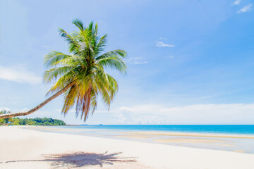 Coconut Palm tree on white sandy beach