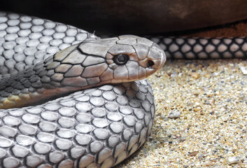 Close up Head of King Cobra Coiled on Sand