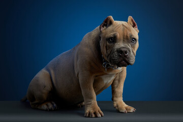 Perro american bully color cafe, sentado sobre una superficie gris y un fondo azul, con una mirada tierna y mirando a la camara