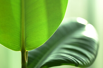 air purifying plant indian rubber tree