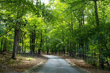 Beautiful green trees