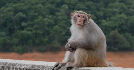Wild monkey in the forest