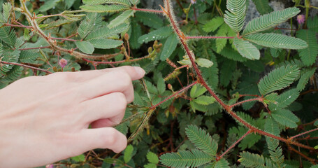 Finger touch on Mimosa pudica plant