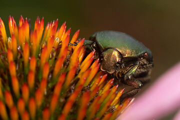 Rose chafer  on purple coneflower (Echinacea purpurea ). Cetonia aurata or the green rose chafer. Place for text