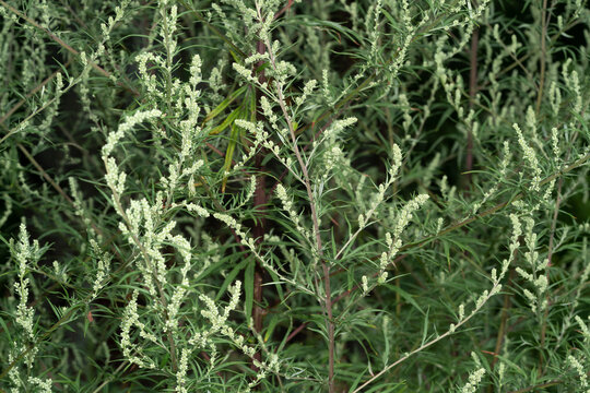 Bush of common mugwort. Artemisia vulgaris, riverside wormwood, felon herb, chrysanthemum weed or wild wormwood.