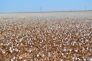 large cotton field in the fall