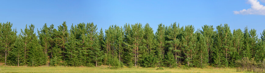 Panorama of the forest of pine trees, fir trees and shrubs. Blue sky with cloud. Concept - summer landscape for decoration.