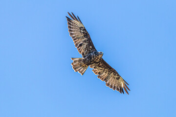 osprey in flight