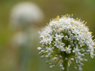 Bulb onion or common onion (Állium cépa).  White small flowers of onion vegetable. Place for text