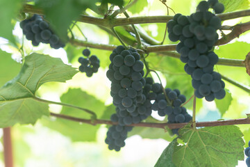 A bunches of grape with water drops hanging on a branch in a vineyard. Harvest concept. Copy Space