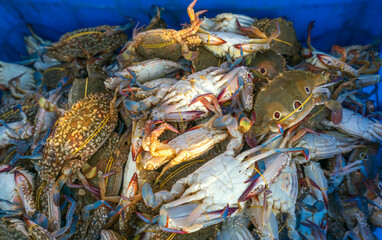 Sea crabs and paper snails after sea fishing are sold at coastal seafood markets in central Vietnam