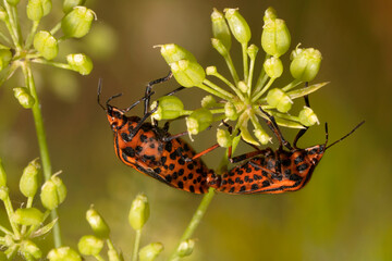 Striped Shield Bug  in the garden, mating. Minstrel bug or  Graphosoma lineatum.