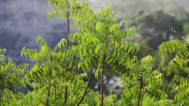 herbal ayurveda Neem plant leaves swaying in slow motion with wind used for health remedies or medication benefits in 4k resolution, neem fruit and neem flowers