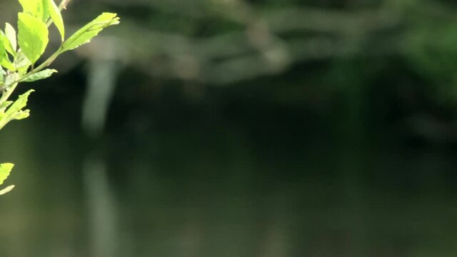 Tiny small mayfly bugs flying up and down by river's edge and shiny green bush leaves on sunny day, static shallow depth of field slow motion