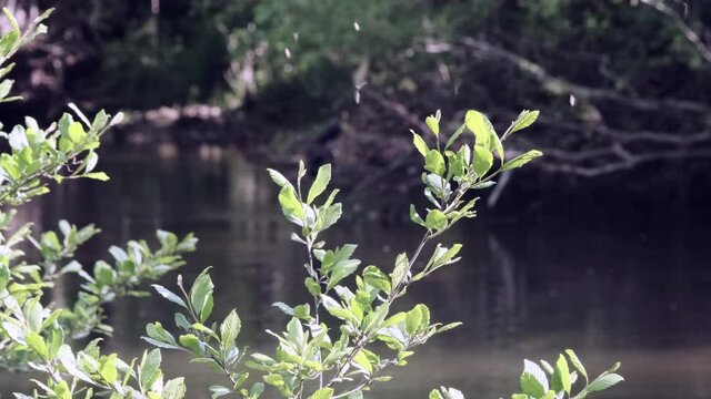 Tiny small white mayfly bugs flying by river's edge and shiny green leaves bush on sunny day, static shallow depth of field close up slow motion