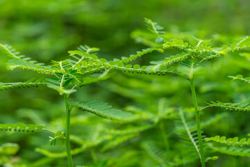 Phyllanthus niruri herb plant and other name, Seed-under-leaf, Phyllanthus amarus Schumach & Thonn.