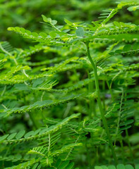 Phyllanthus niruri herb plant and other name, Seed-under-leaf, Phyllanthus amarus Schumach & Thonn.