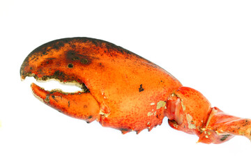 close up on lobster claws isolated on white background