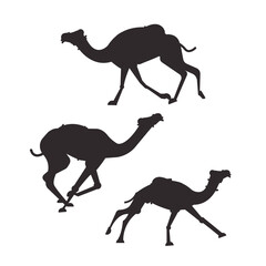Pedigreed camels. Silhouettes of running camels on a white background. Set of camels