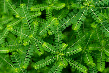 Phyllanthus niruri herb plant and other name, Seed-under-leaf, Phyllanthus amarus Schumach & Thonn,top view.