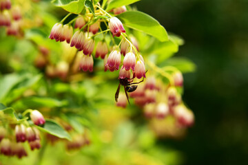 サラサドウダンと蜜を吸う蜂