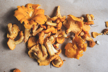 Mushroom chanterelles over craft paper Background. Autumn Cep Mushrooms. close up on wood rustic table. Gourmet food.