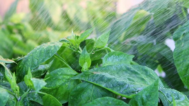 close up view watering plants of peper slow motion