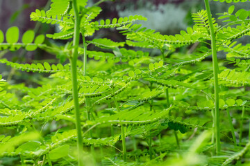 Fototapeta na wymiar Phyllanthus niruri herb plant and other name, Seed-under-leaf, Phyllanthus amarus Schumach & Thonn.