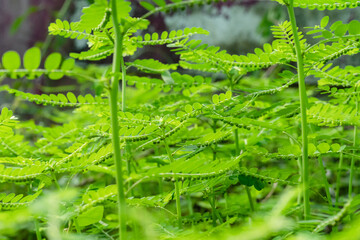 Phyllanthus niruri herb plant and other name, Seed-under-leaf, Phyllanthus amarus Schumach & Thonn.
