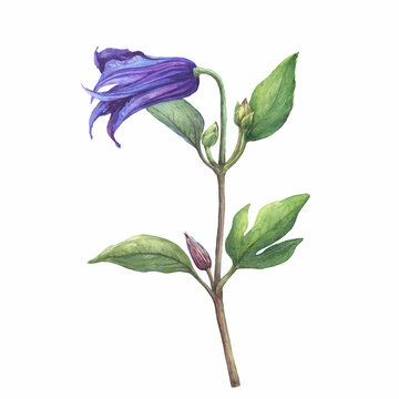 Branch with violet flower of garden plant a clematis Sizaia Ptitsa (Clematis integrifolia). Watercolor hand drawn painting illustration isolated on white background.