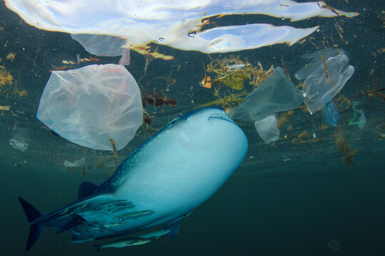 Plastic pollutes the ocean. Whale Shark may eat plastic bags, straws and cups which pollute the sea. Environmental conservation problem. Water pollution due to lack of recycling  