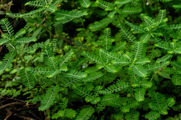 Phyllanthus niruri herb plant and other name, Seed-under-leaf, Phyllanthus amarus Schumach & Thonn,top view.