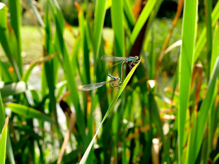 Blue-tailed Damselflies reprodcution, mating