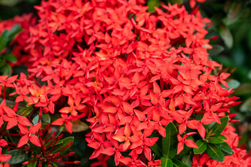Ixora chinensis lamk,Beautiful red flower suitable as a background.