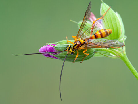 P1010016 ichneumonid parasitoid wasp, Banchus sp., on a flower bud. Boundary Bay salt marsh, Delta, British Columbia, Canada cECP 2020