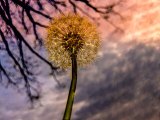 dandelion on the pink and blue sky