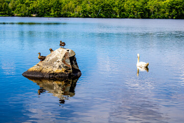 The ducks on the rock