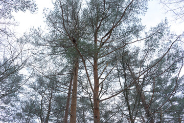White snow with forest trees on mountain hill in winter season in Japan.