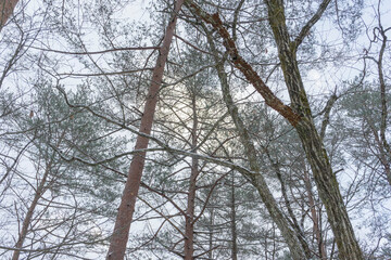 White snow with forest trees on mountain hill in winter season in Japan.