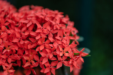 Ixora chinensis lamk,Beautiful red flower suitable as a background.