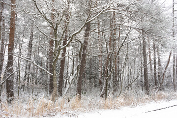White snow with forest trees on mountain hill in winter season in Japan.