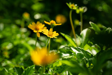 Sphagneticola flower trilobata that gets light in the morning sun.