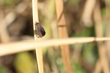 Obraz premium Brown butterflies on dry grass