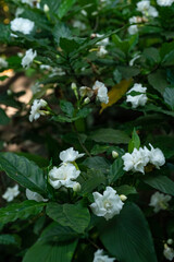 gardenia jasminoides white big flower and green leaf.
