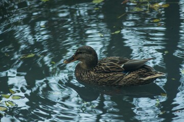 duck in the pond