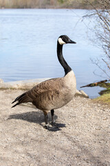 Canada goose standing near a lake